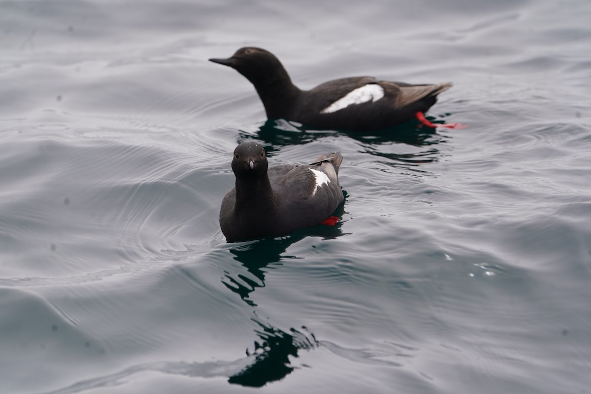 Pigeon Guillemot - ML620742867