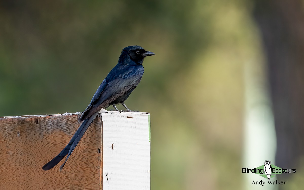 Black Drongo - Andy Walker - Birding Ecotours