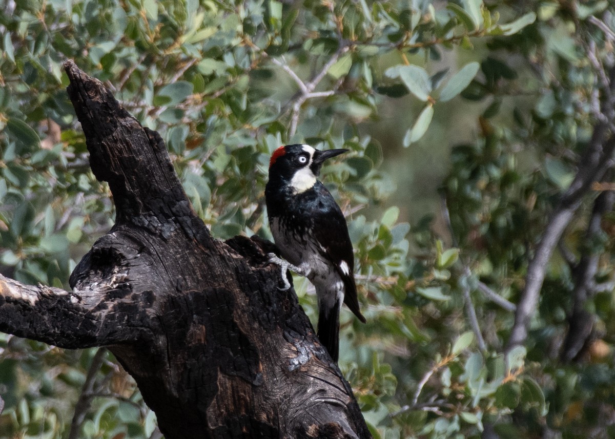 Acorn Woodpecker - Bente Torvund