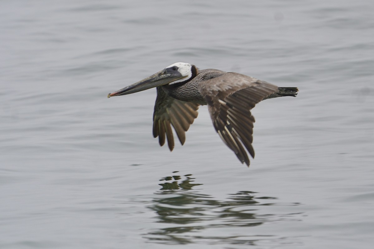 Brown Pelican - ML620742876