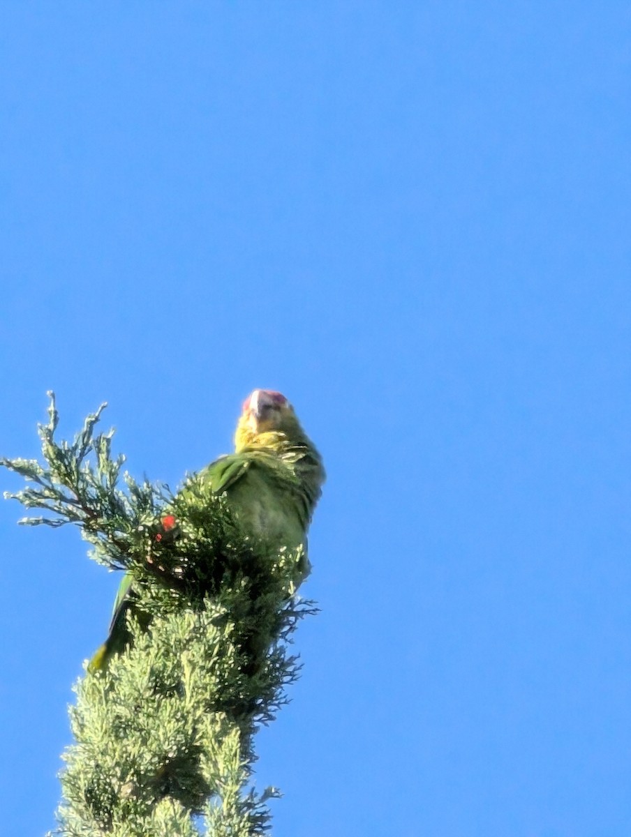 Amazona Tamaulipeca - ML620742882