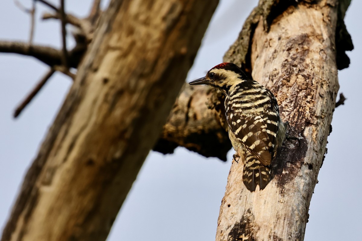 Sunda Pygmy Woodpecker - ML620742883