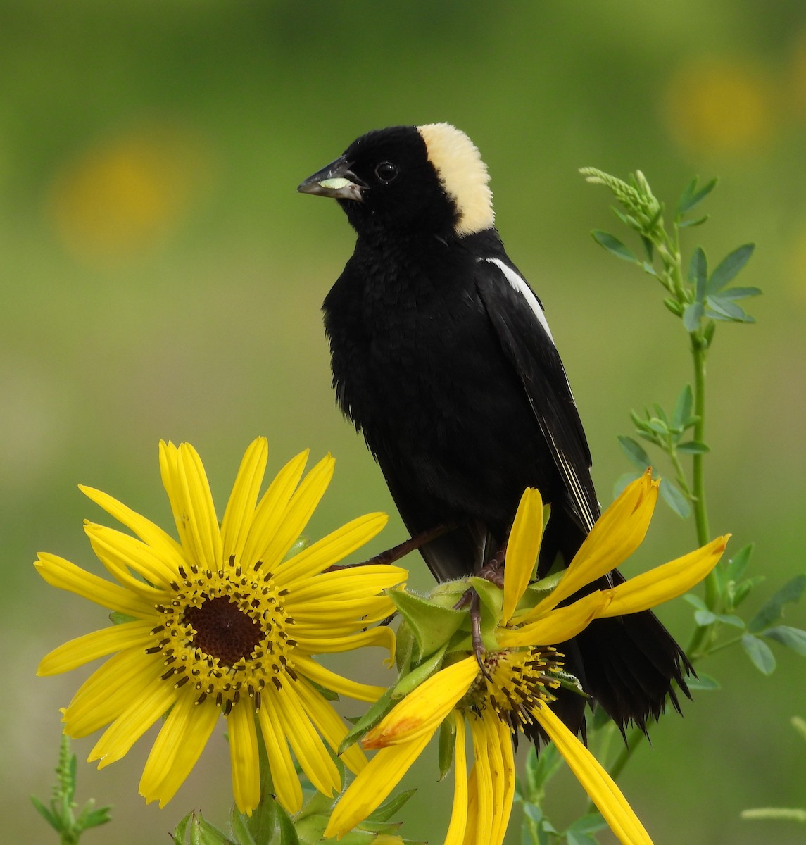 bobolink americký - ML620742885