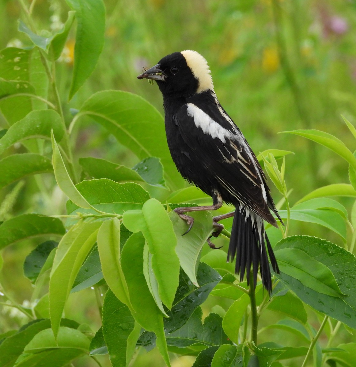 bobolink americký - ML620742886