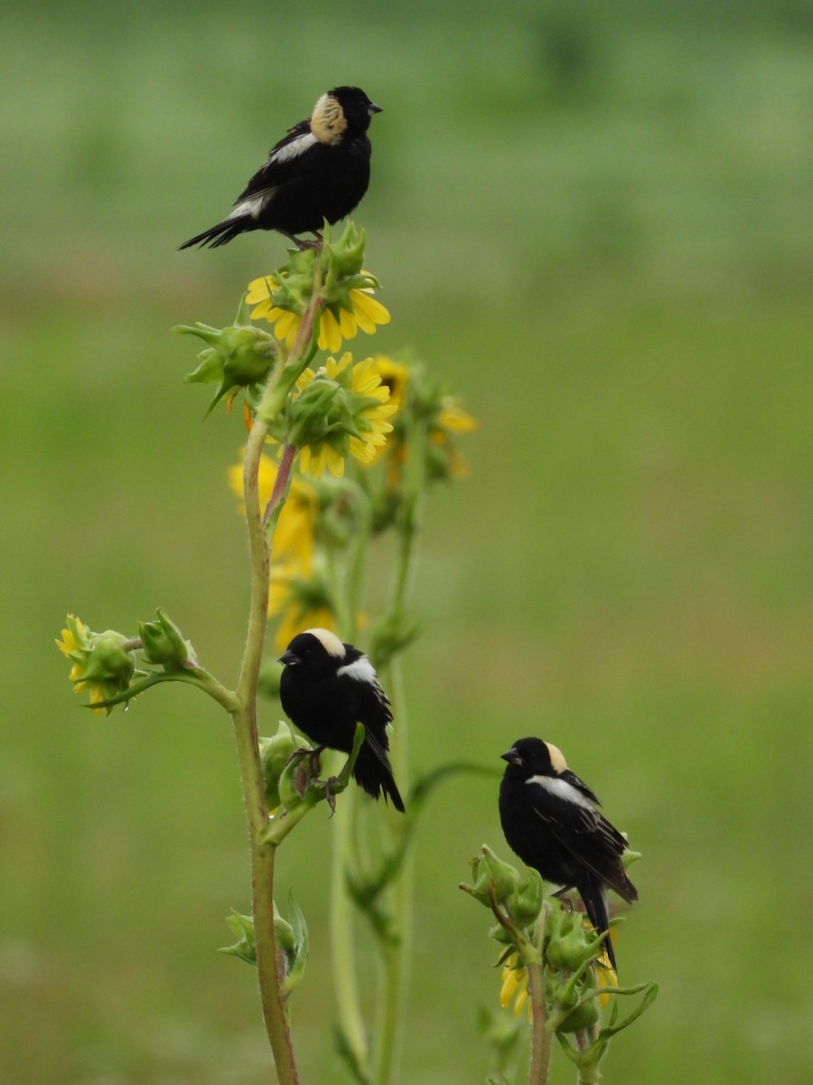 bobolink americký - ML620742887