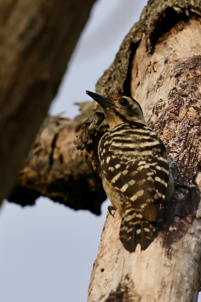 Sunda Pygmy Woodpecker - ML620742888