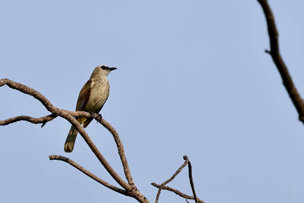 Yellow-vented Bulbul - ML620742891