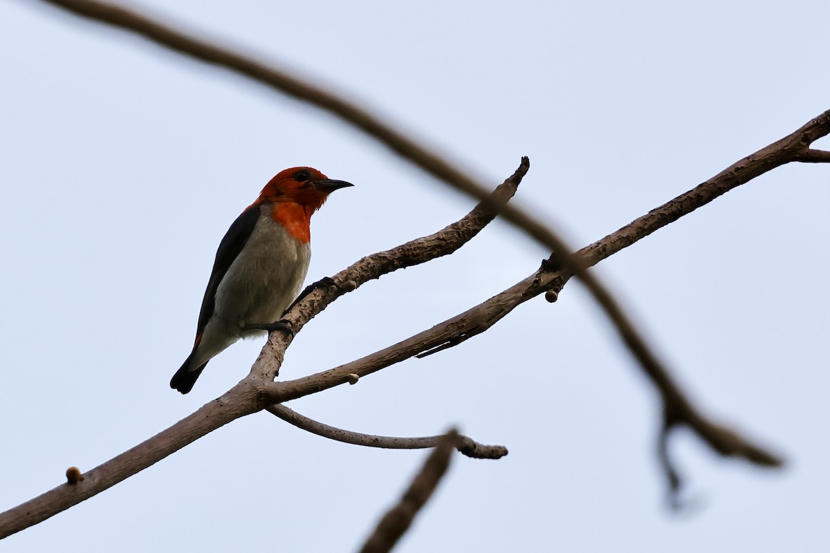 Scarlet-headed Flowerpecker - ML620742894