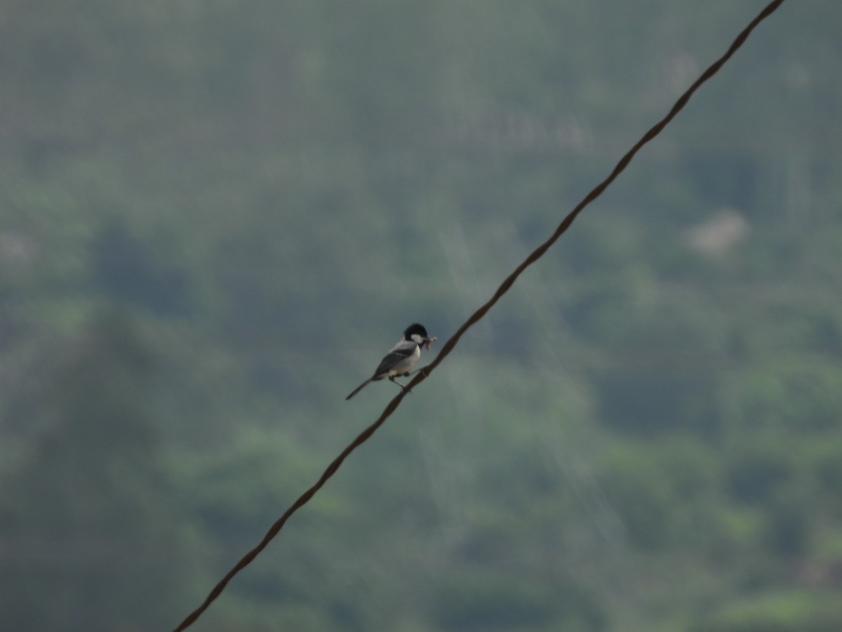 Cinereous Tit - ML620742895