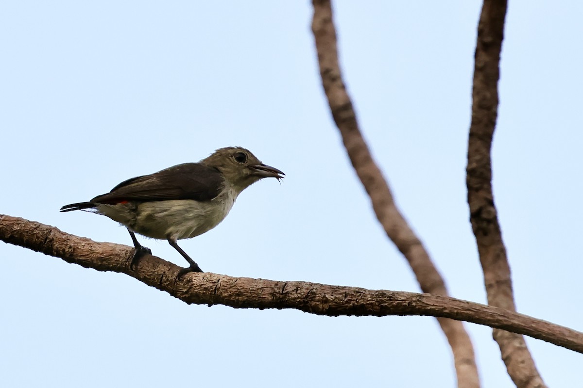 Scarlet-headed Flowerpecker - ML620742896