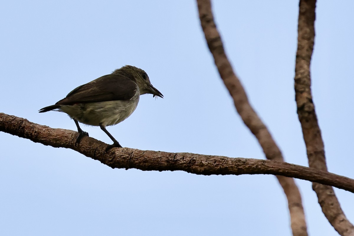 Scarlet-headed Flowerpecker - ML620742898