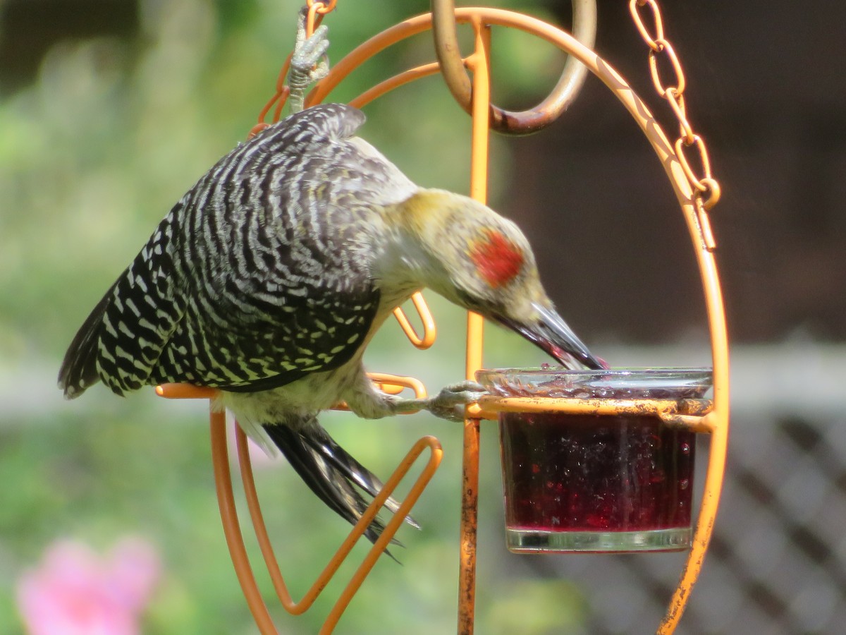 Golden-fronted Woodpecker - ML620742899