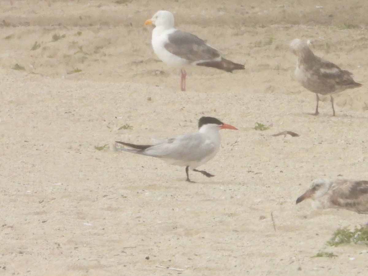 Caspian Tern - ML620742900