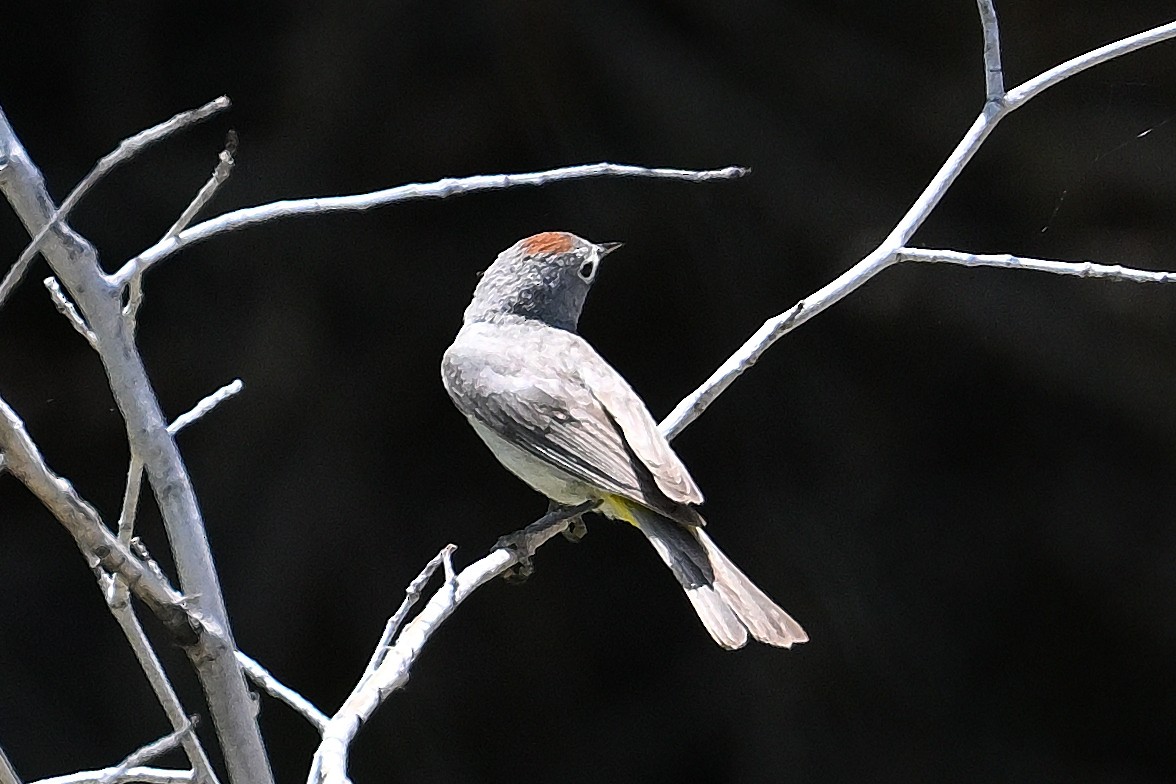 Virginia's Warbler - ML620742901