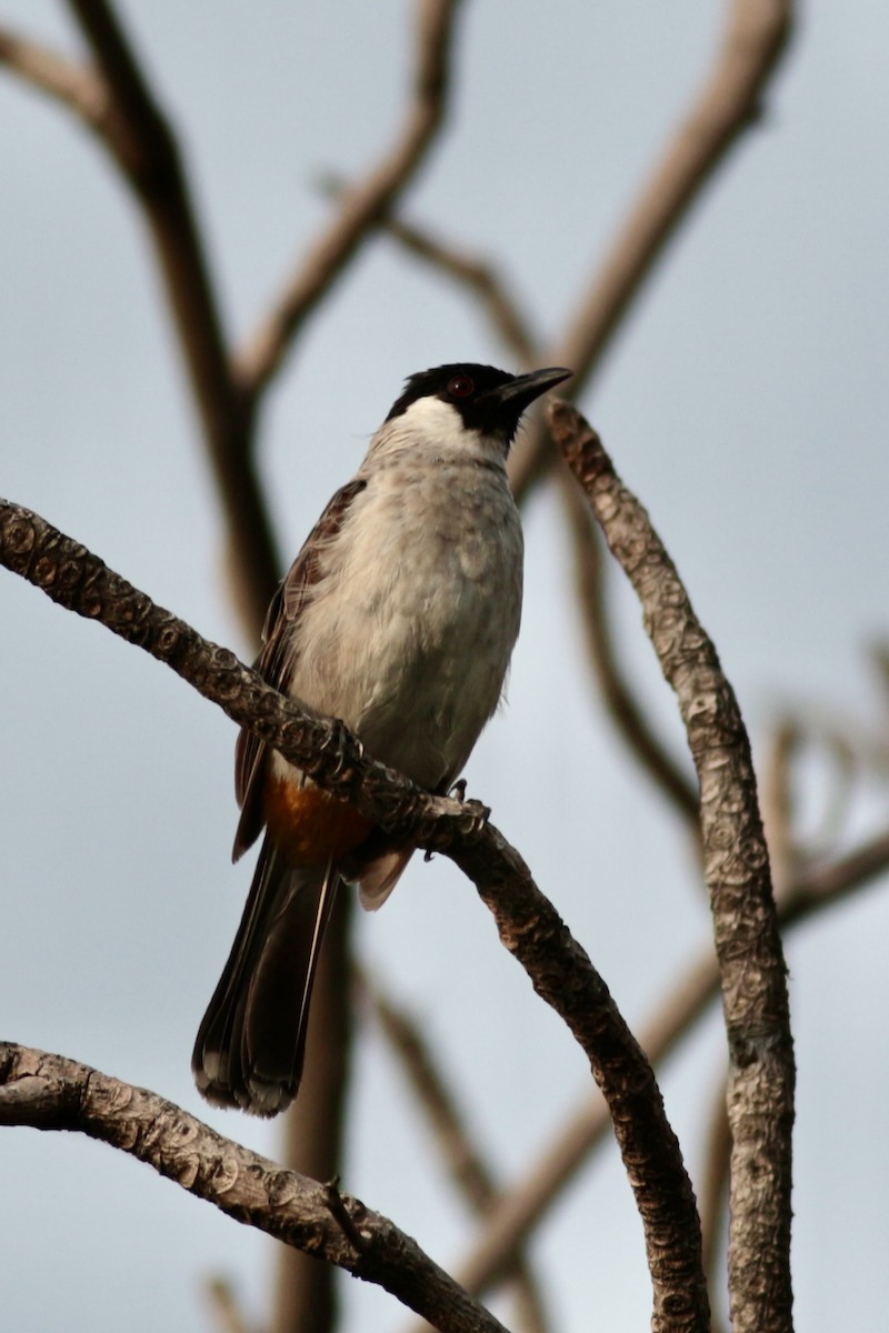 Bulbul Ventridorado - ML620742902