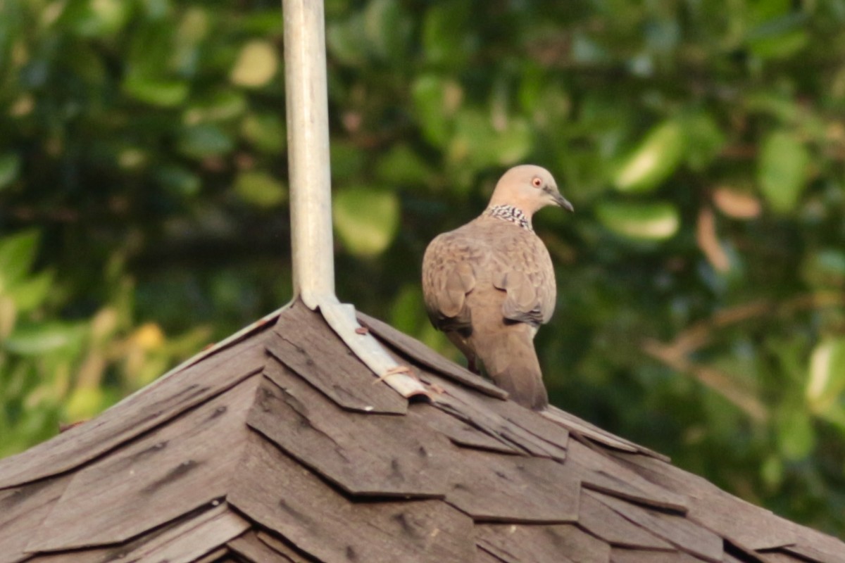 Spotted Dove - ML620742908