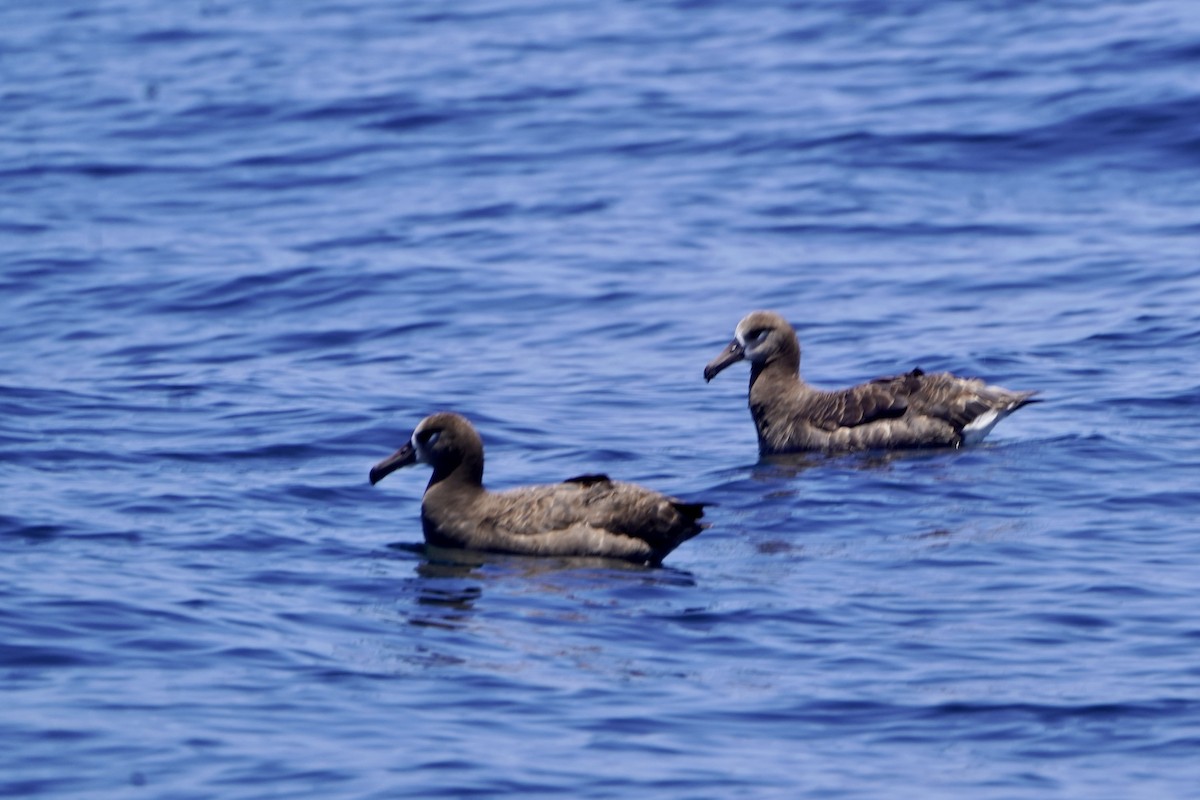 Black-footed Albatross - ML620742910