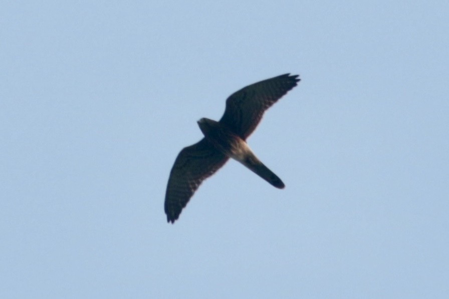 Spotted Kestrel - ML620742915