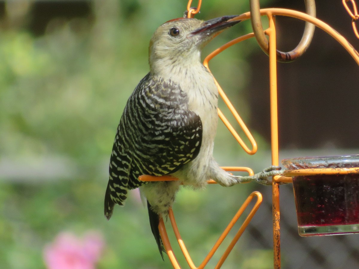 Golden-fronted Woodpecker - ML620742917