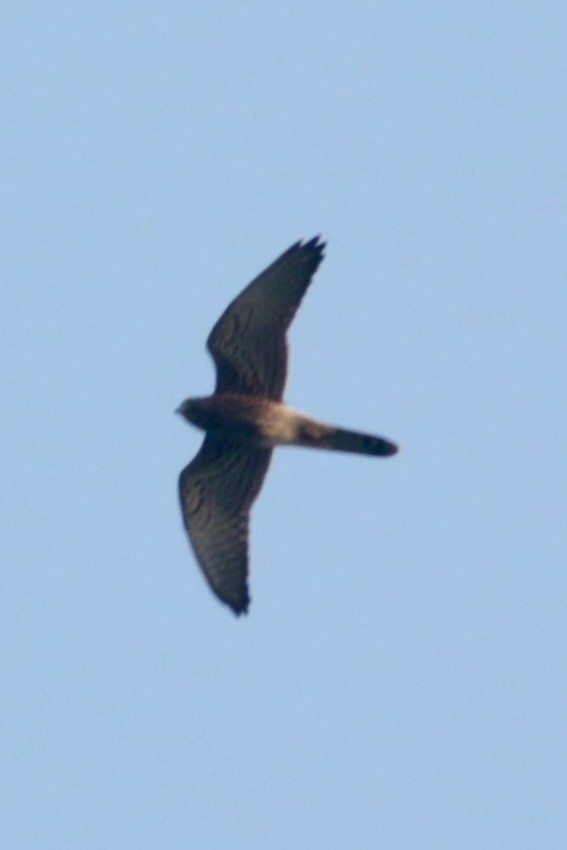 Spotted Kestrel - Anonymous