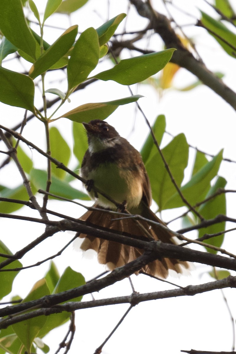 Malaysian Pied-Fantail - ML620742925