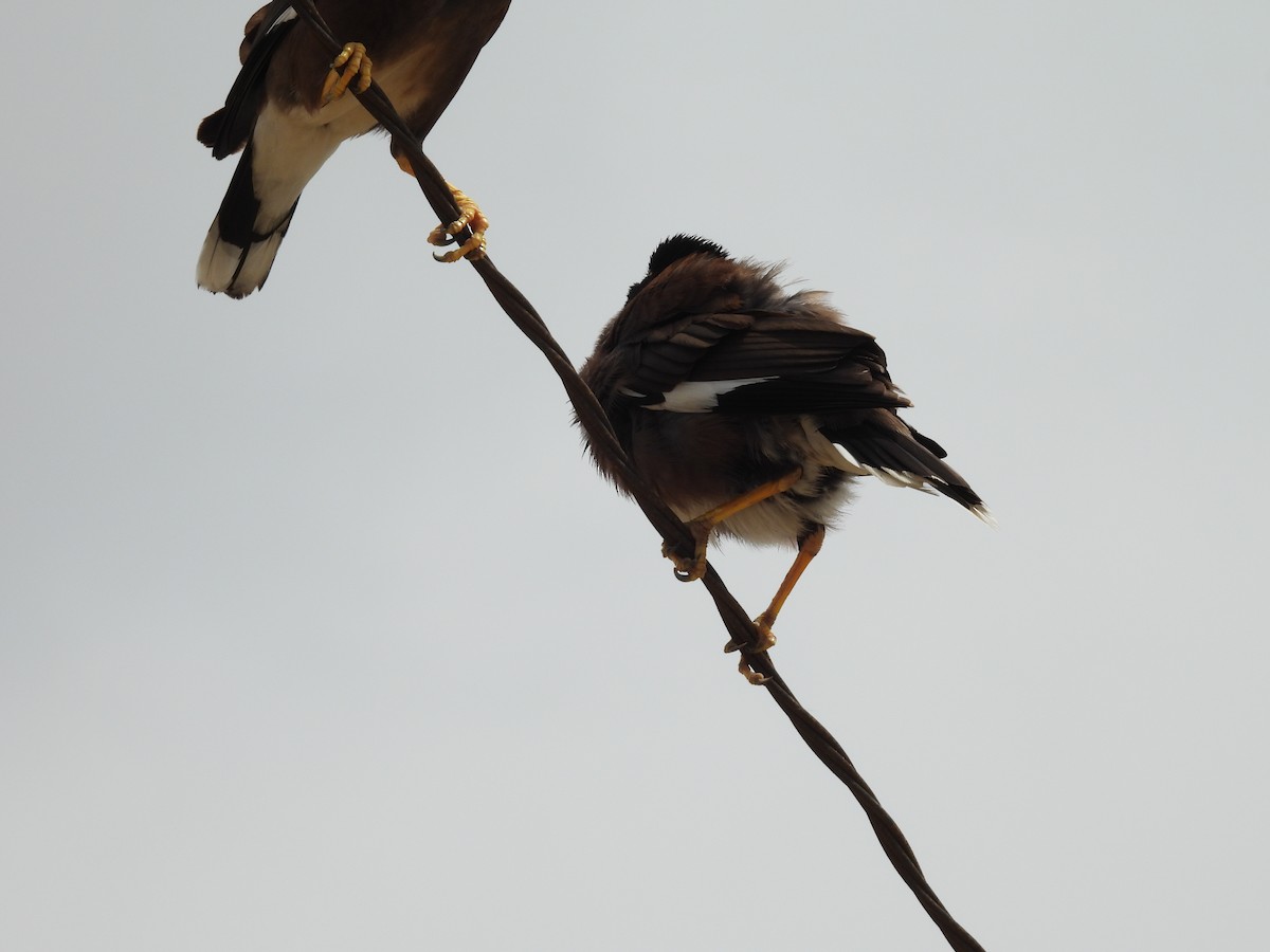 Common Myna - Rahul Kumaresan