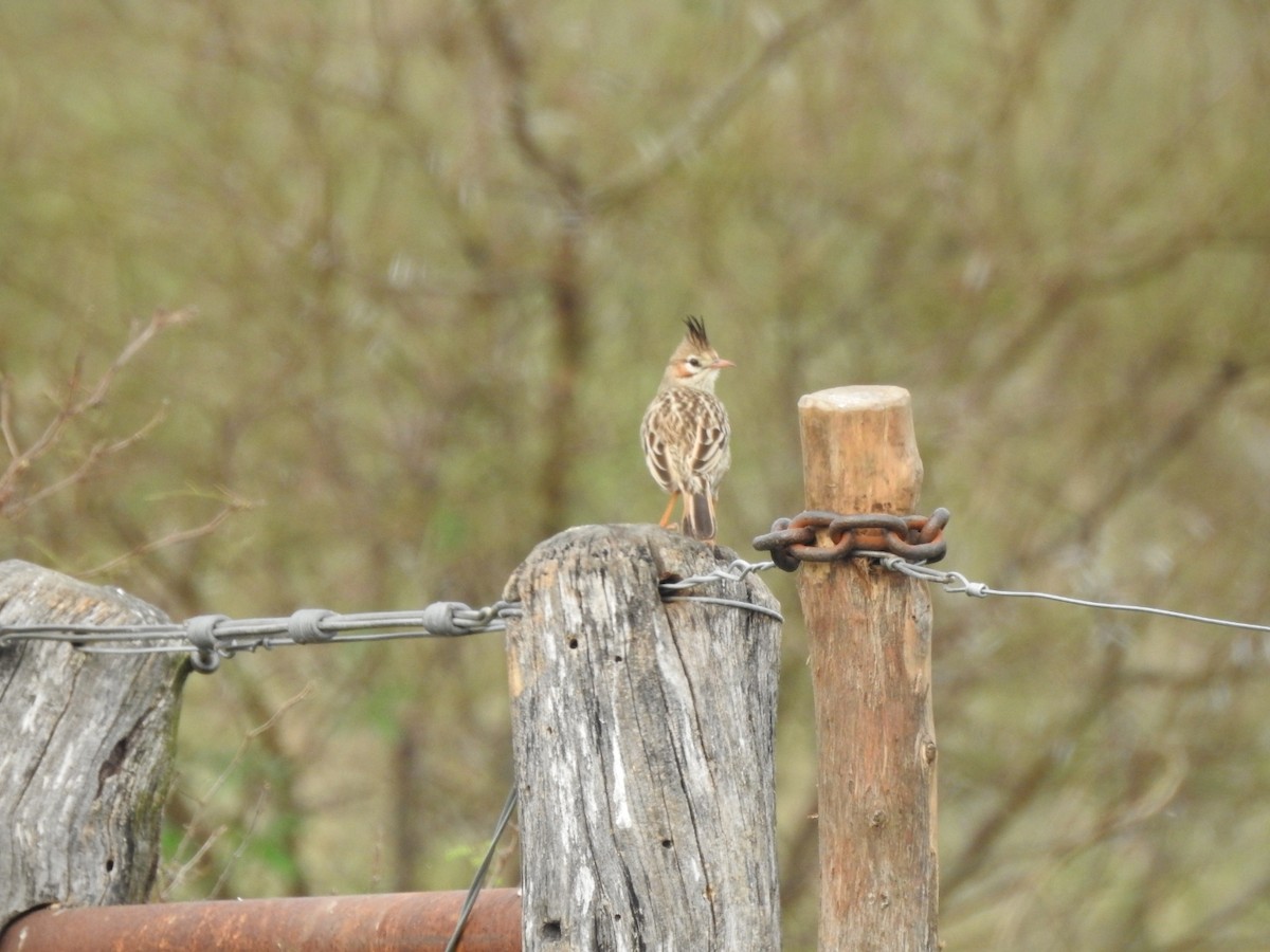 Lark-like Brushrunner - ML620742943