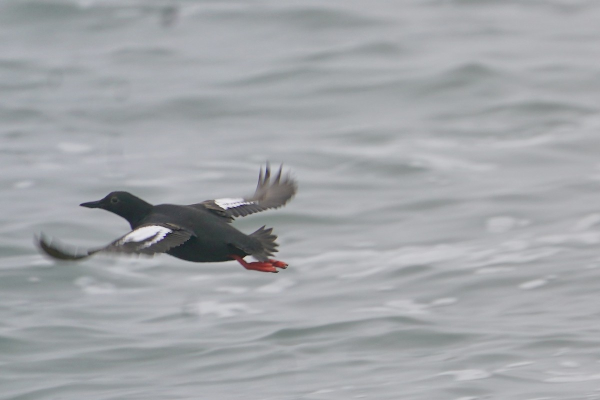 Pigeon Guillemot - ML620742951