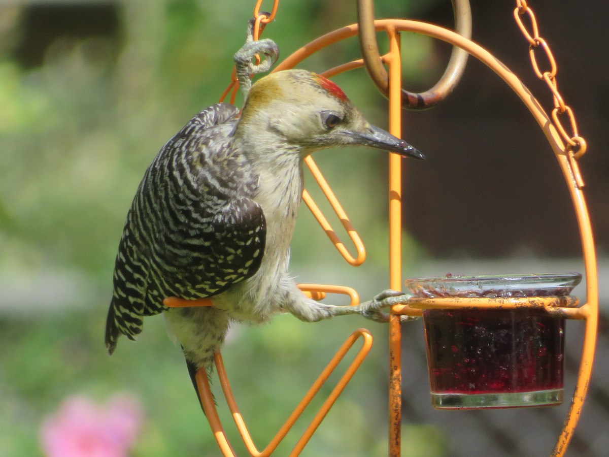 Golden-fronted Woodpecker - ML620742954