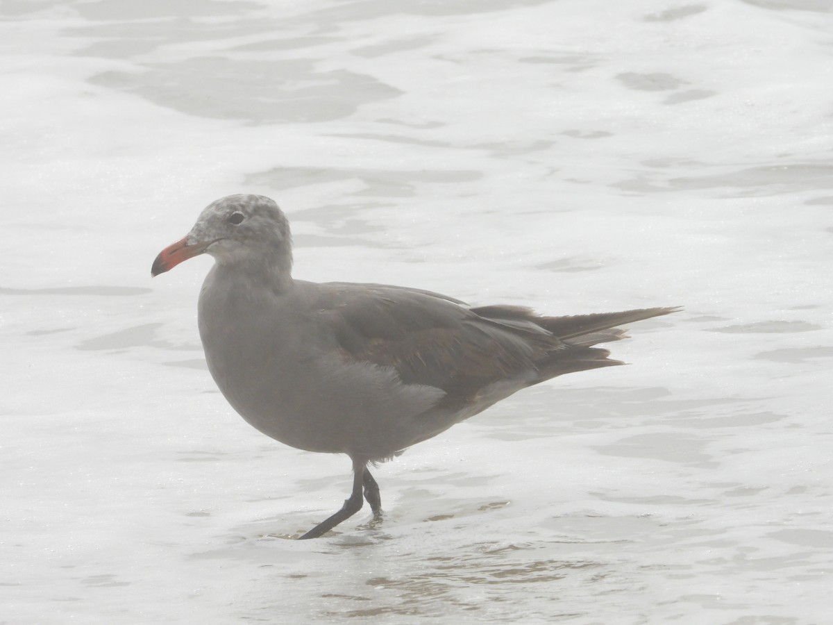 Heermann's Gull - ML620742955