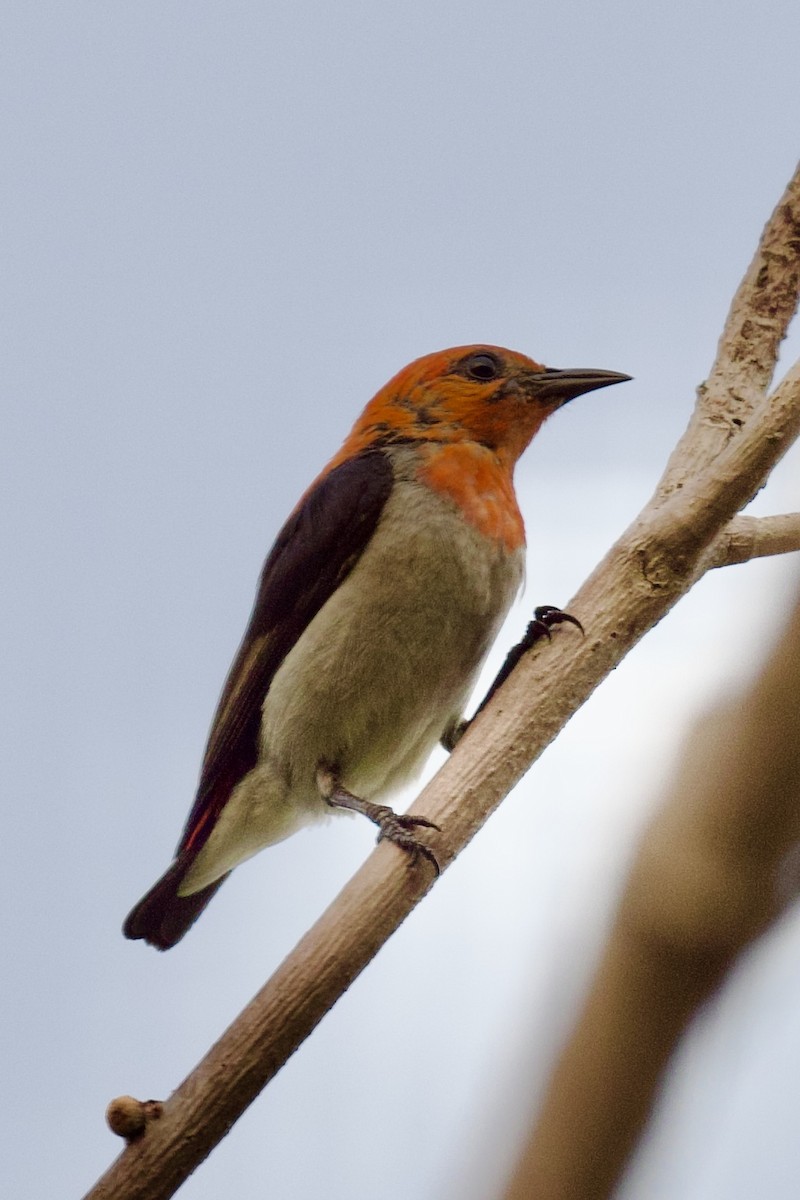 Scarlet-headed Flowerpecker - ML620742958