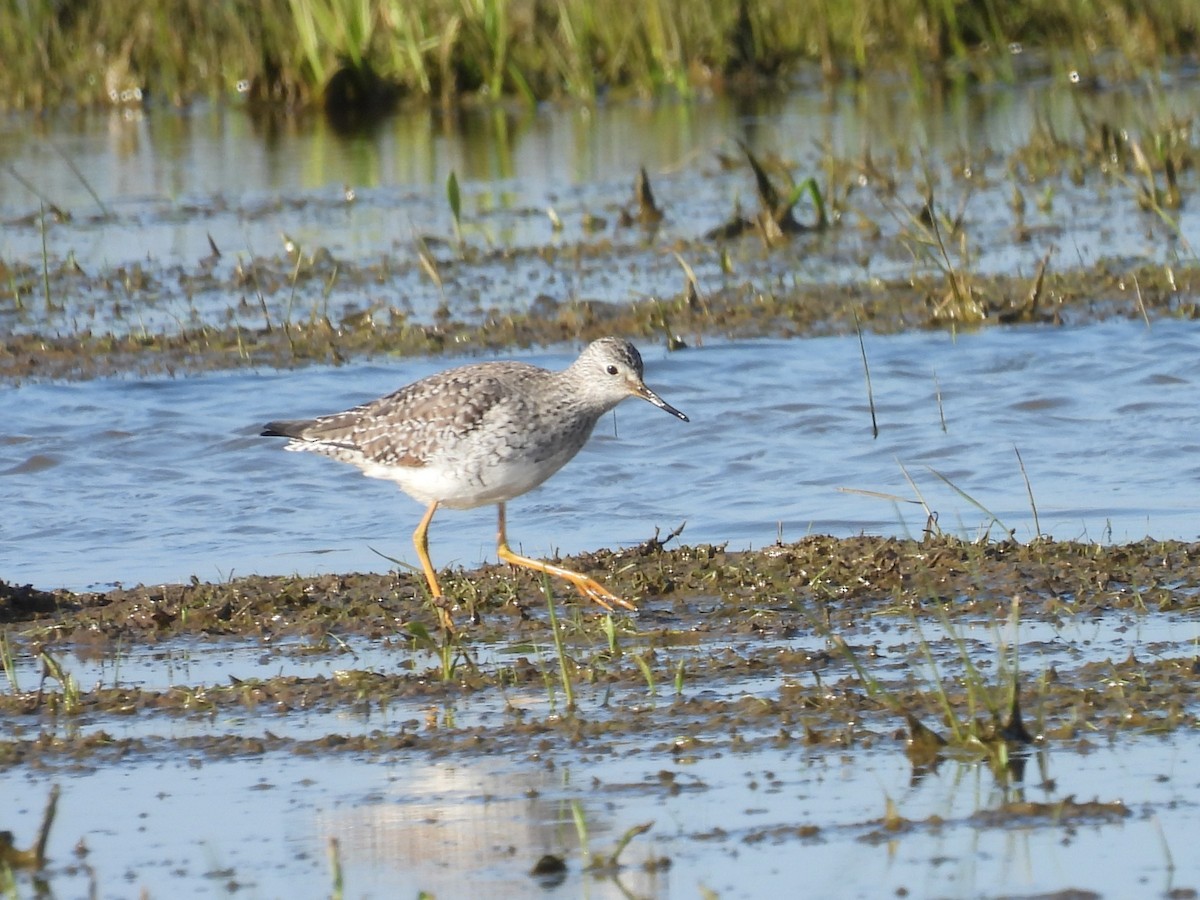 Lesser Yellowlegs - ML620742962