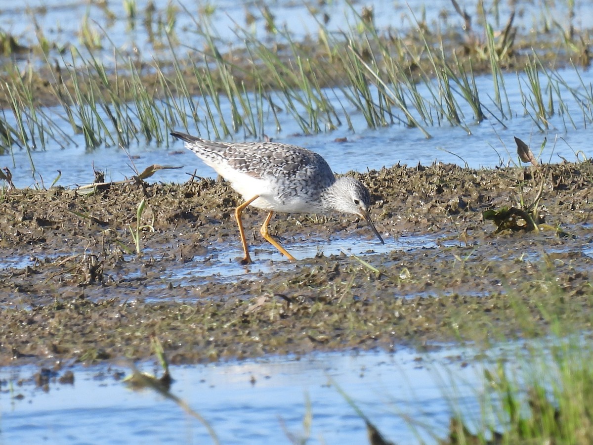 Lesser Yellowlegs - ML620742963