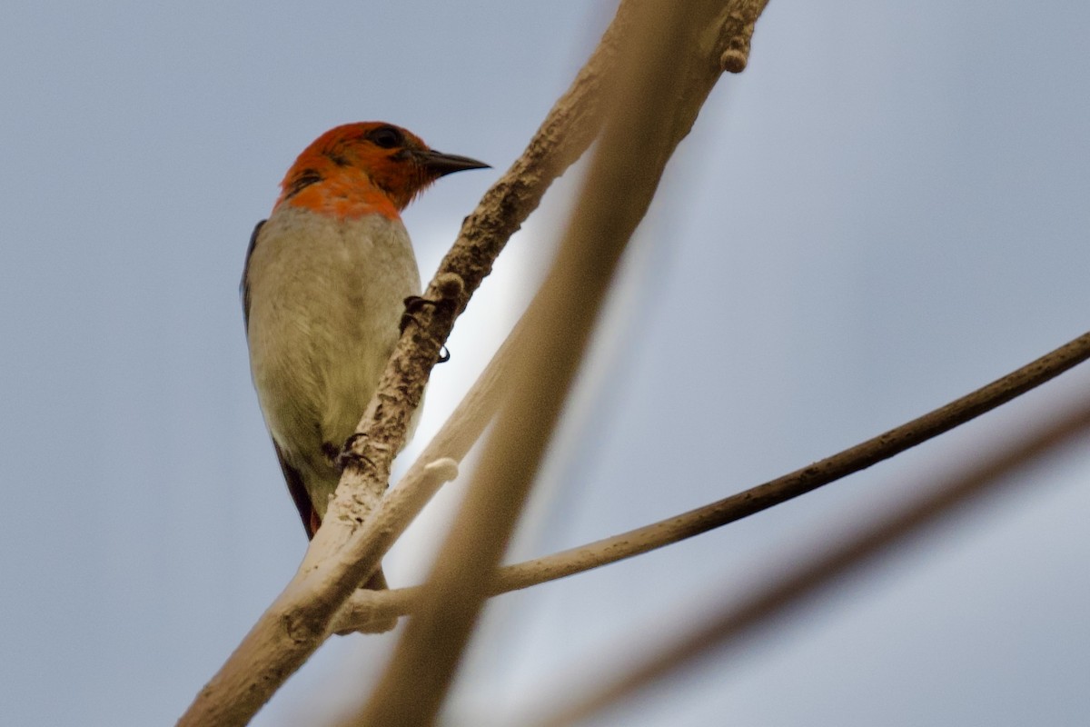 Scarlet-headed Flowerpecker - ML620742965