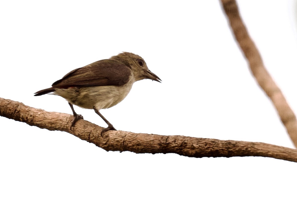 Scarlet-headed Flowerpecker - ML620742967