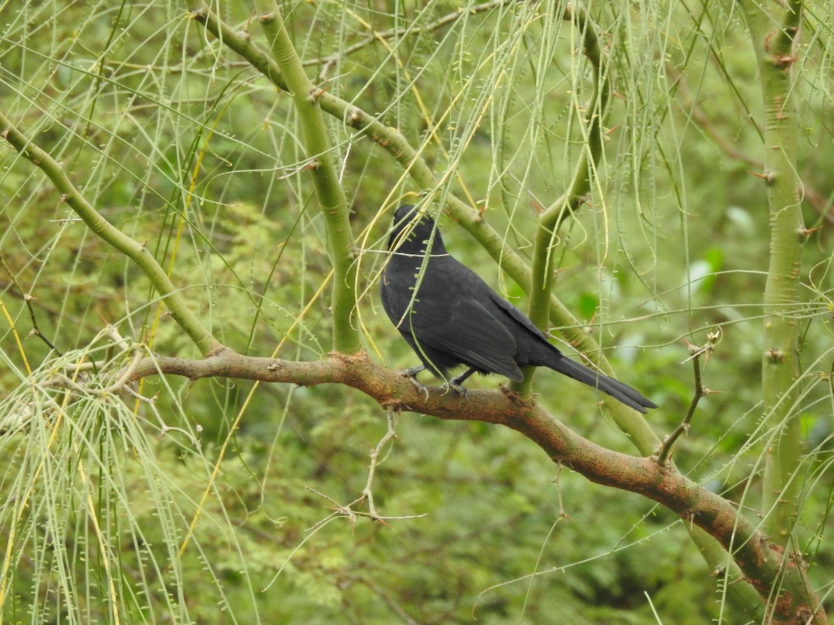 Solitary Black Cacique - ML620742970