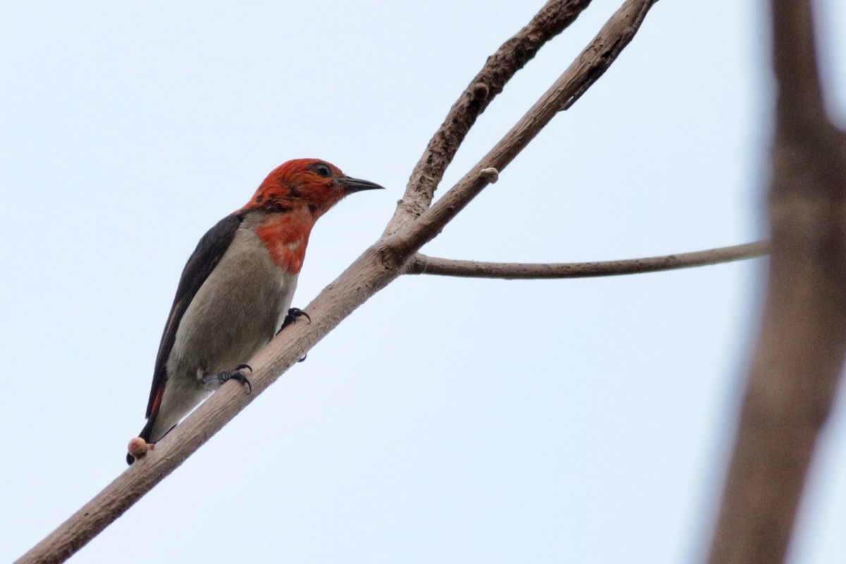 Scarlet-headed Flowerpecker - ML620742971