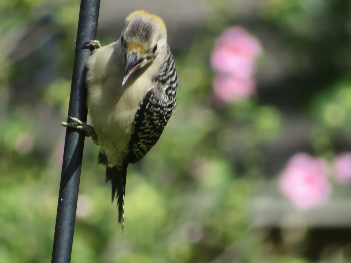 Golden-fronted Woodpecker - ML620742972