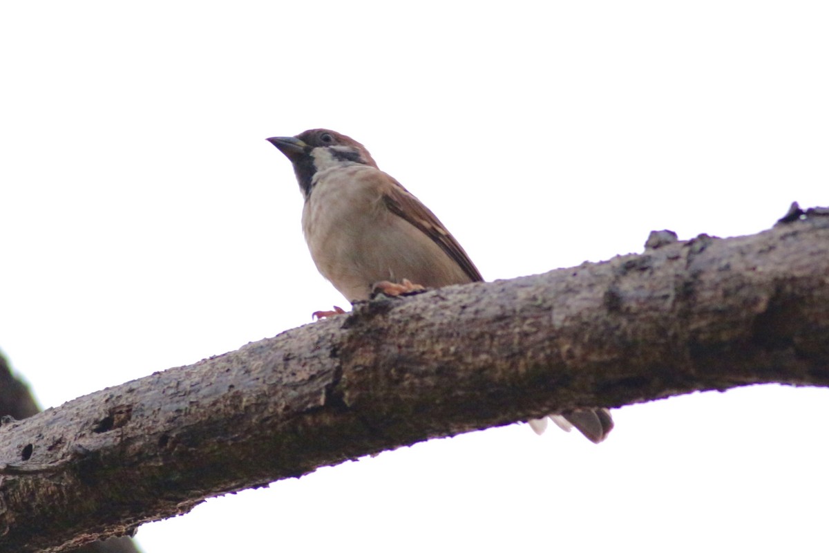 Eurasian Tree Sparrow - ML620742974