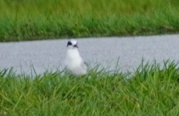 Forster's Tern - ML620742975