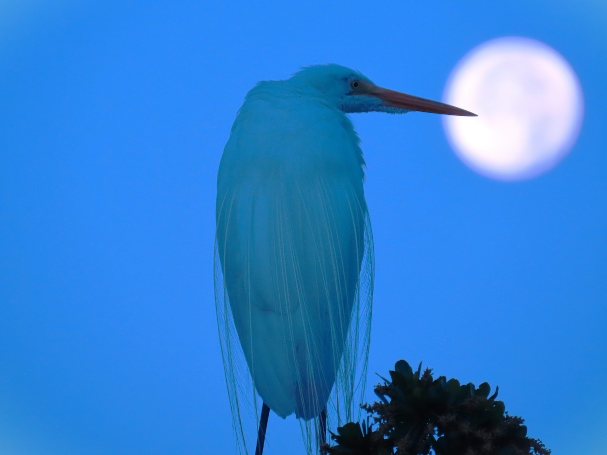 Great Egret - ML620742976