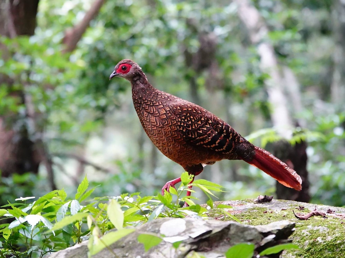 Swinhoe's Pheasant - ML620742980