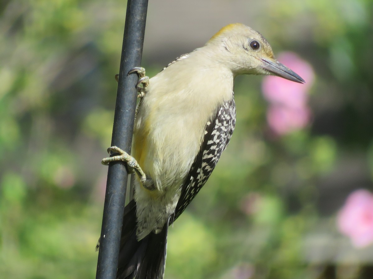 Golden-fronted Woodpecker - ML620742986