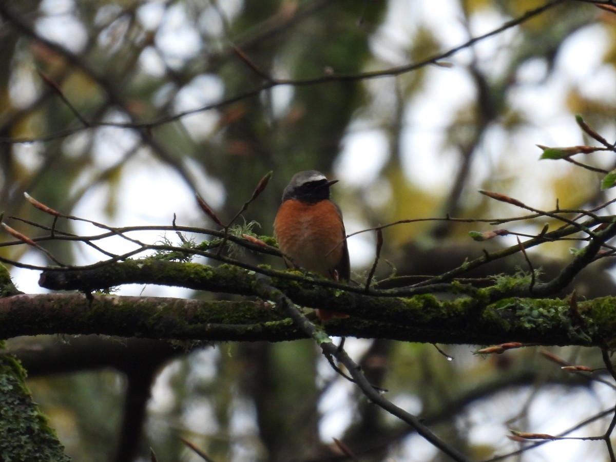 Common Redstart - ML620742988