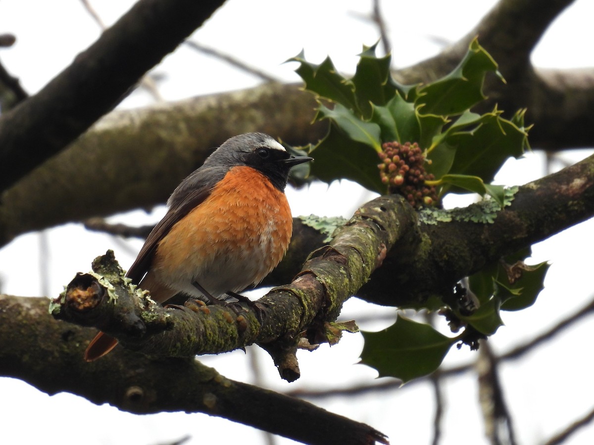 Common Redstart - ML620742990