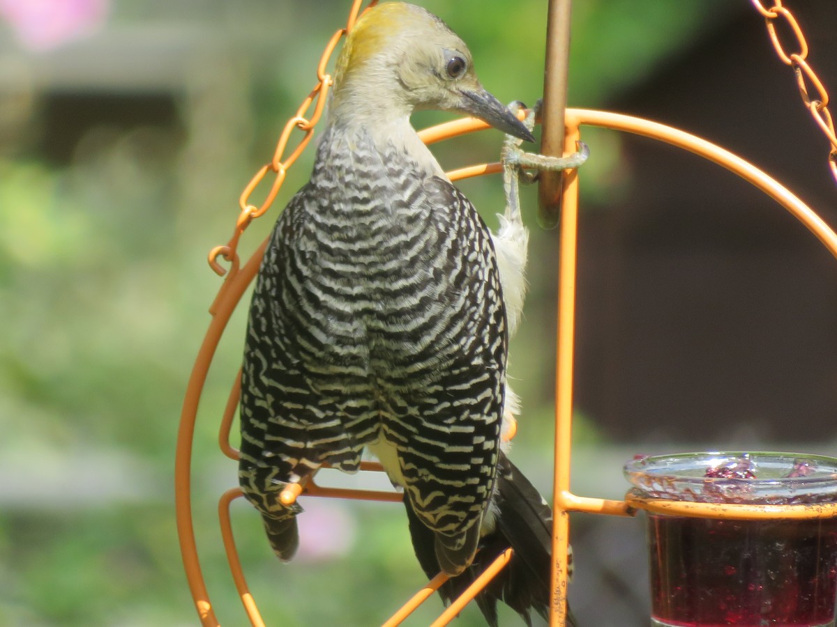 Golden-fronted Woodpecker - ML620742998