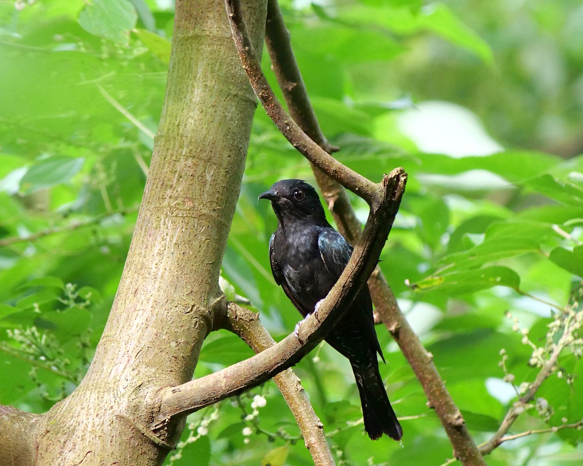 Square-tailed Drongo-Cuckoo - ML620742999