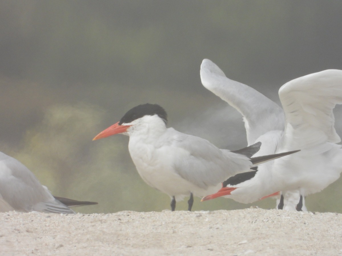 Caspian Tern - ML620743003