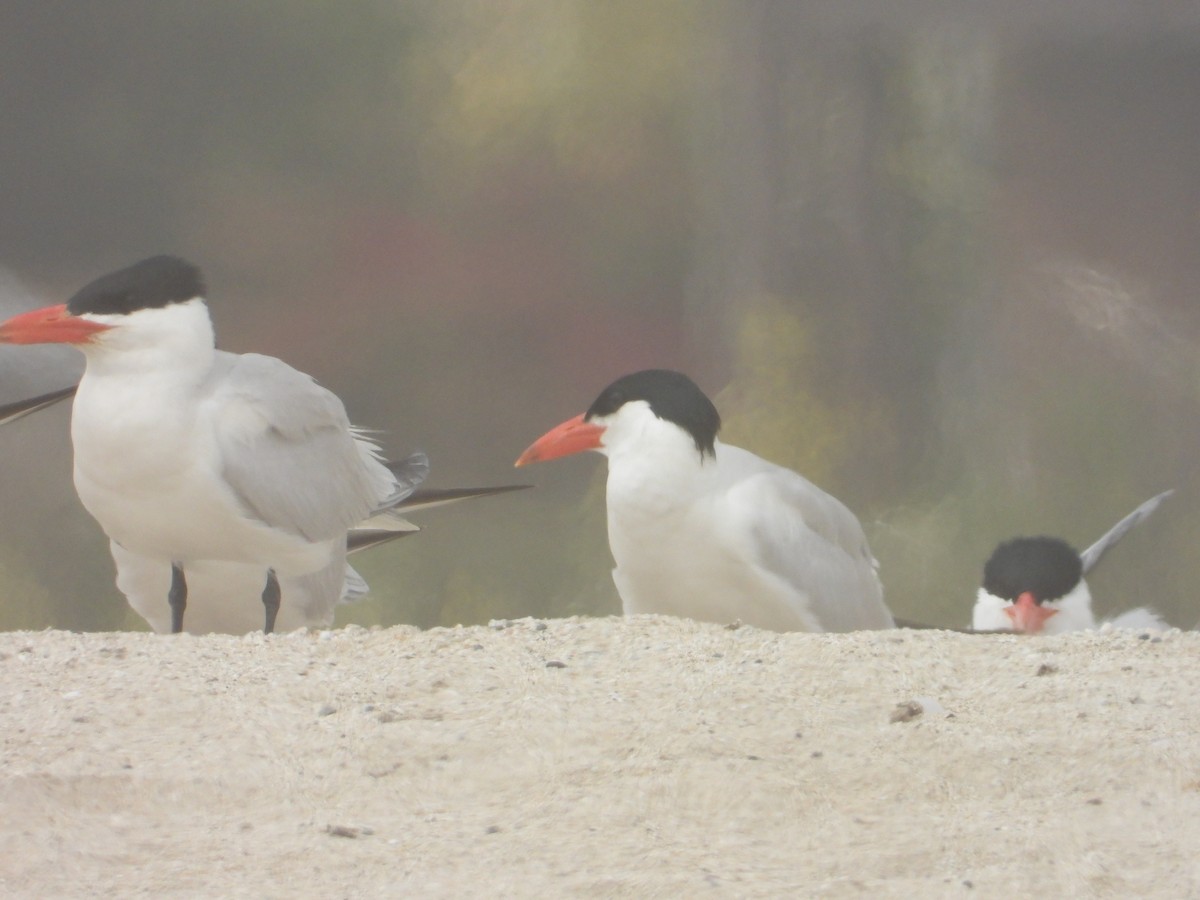 Caspian Tern - ML620743004