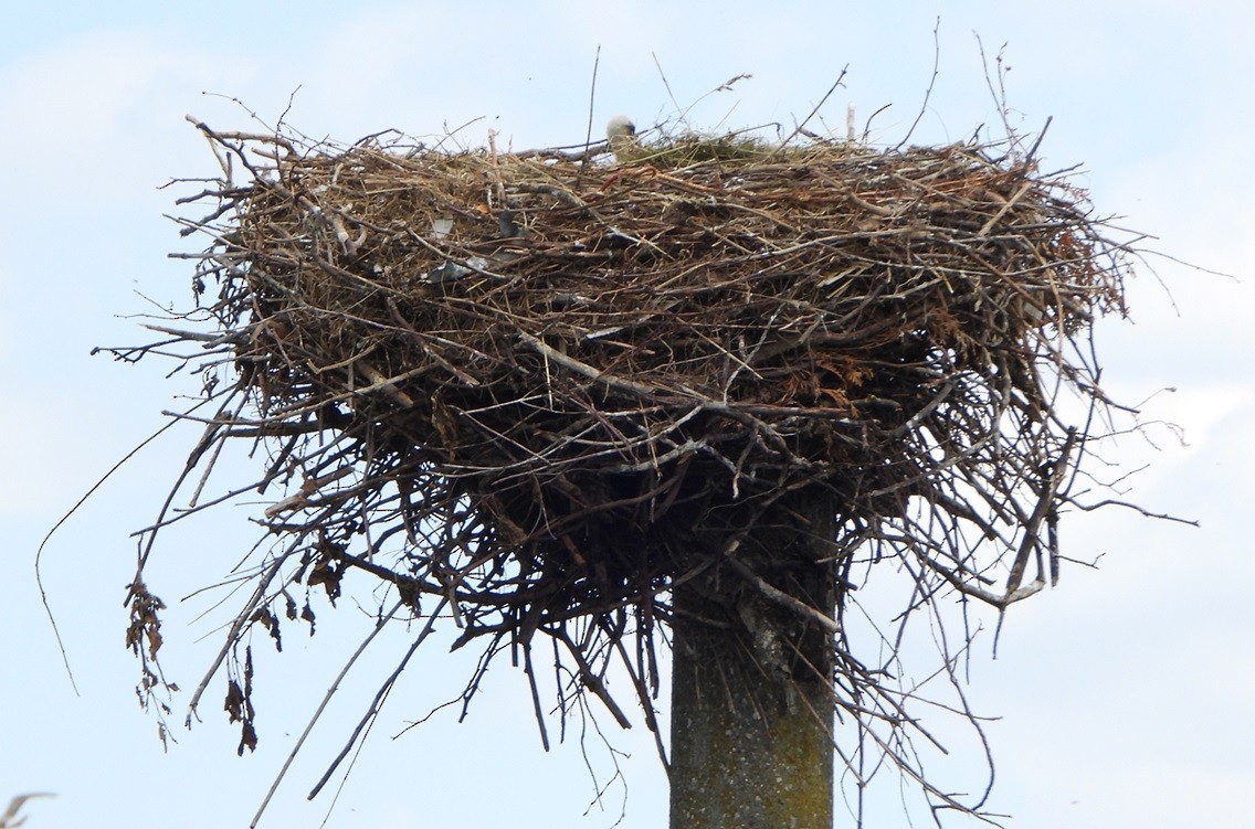 White Stork - ML620743007